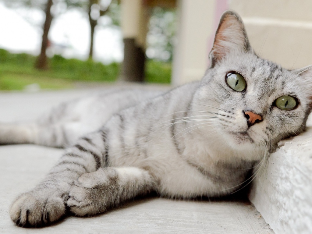 Пепельная кошка с выразительными глазами