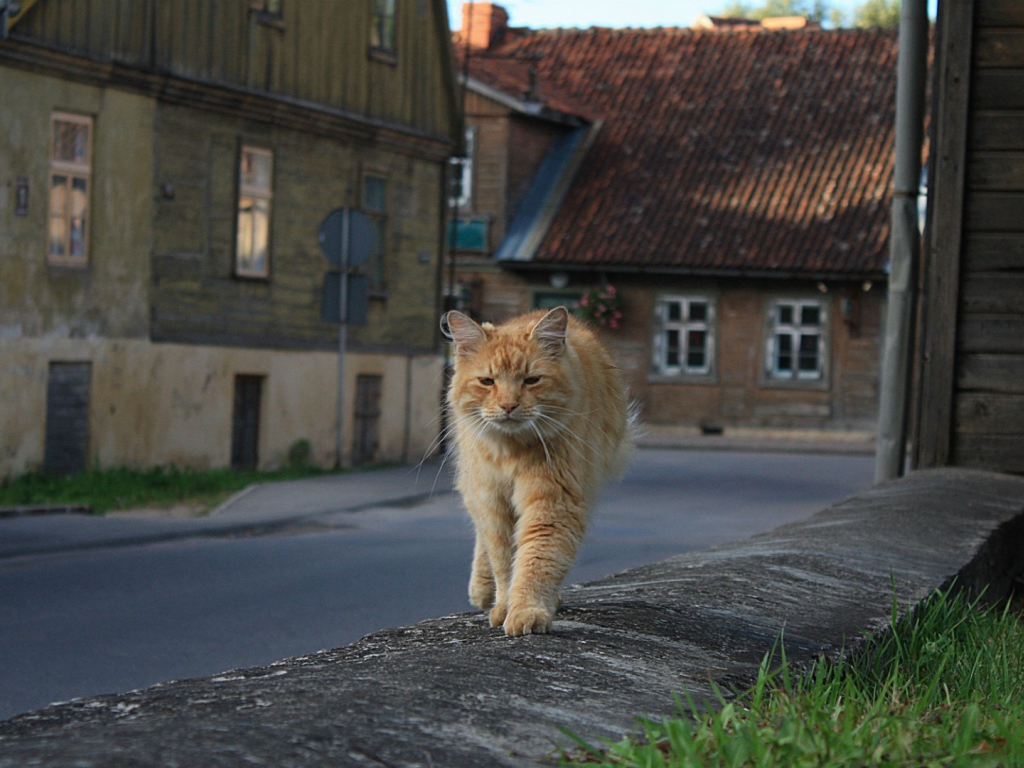 Рыжий, мудрый кот