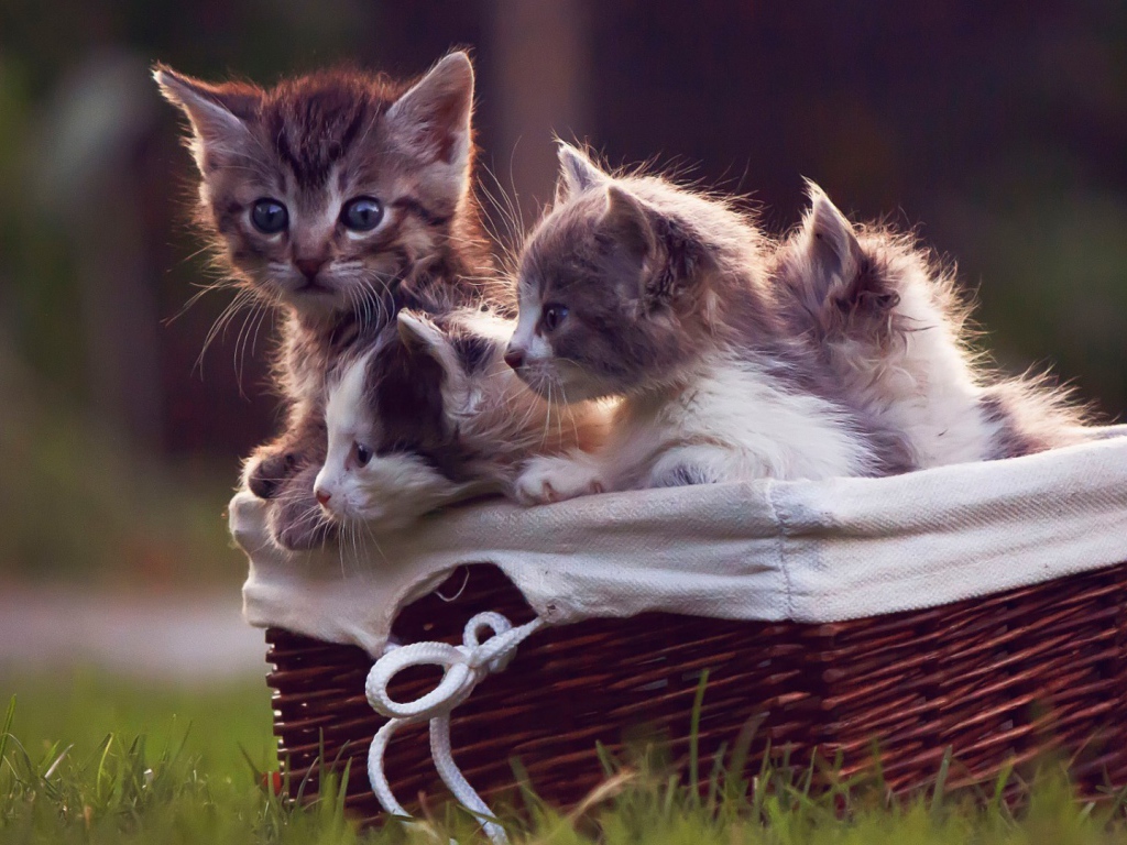 Корзинка с котятами на газоне