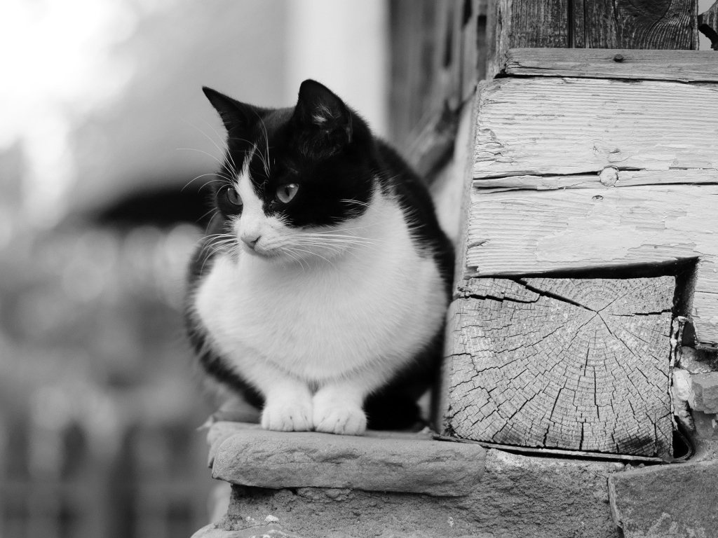 Черно белый кот у деревянной стены