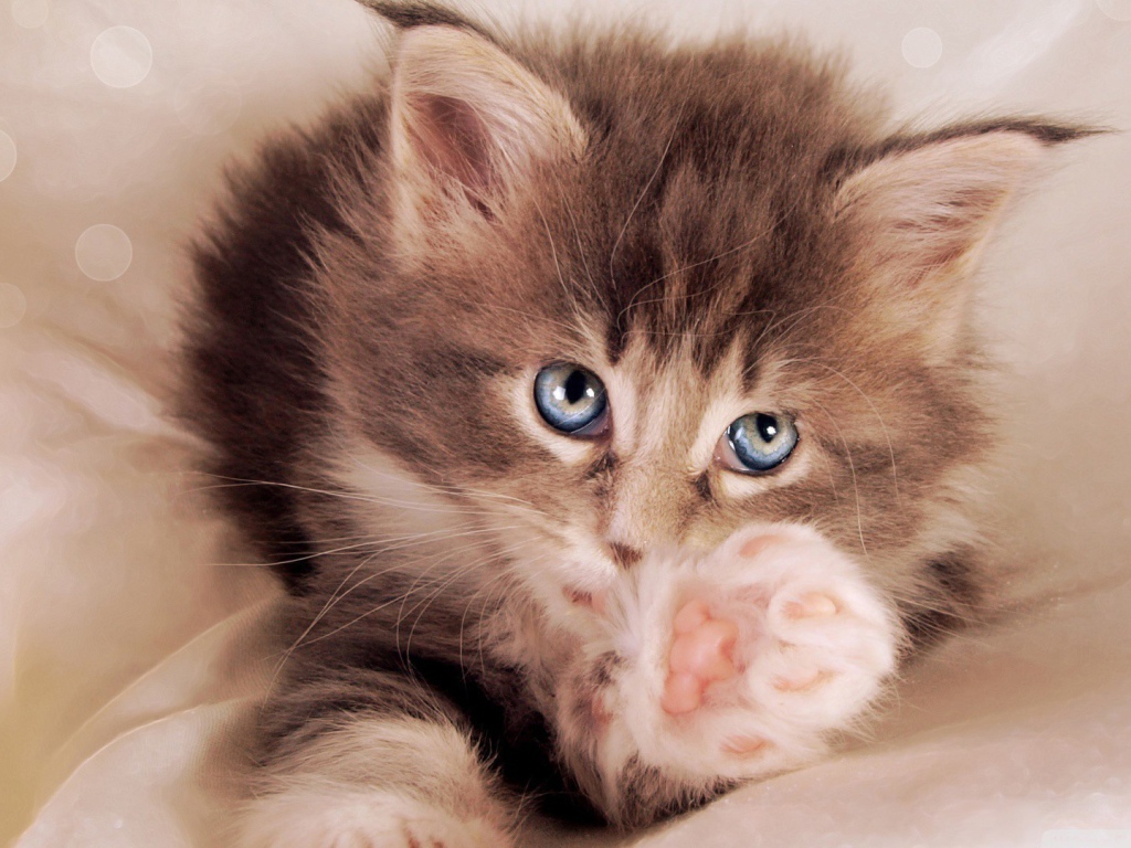 Голубоглазый котенок тянется к хозяину