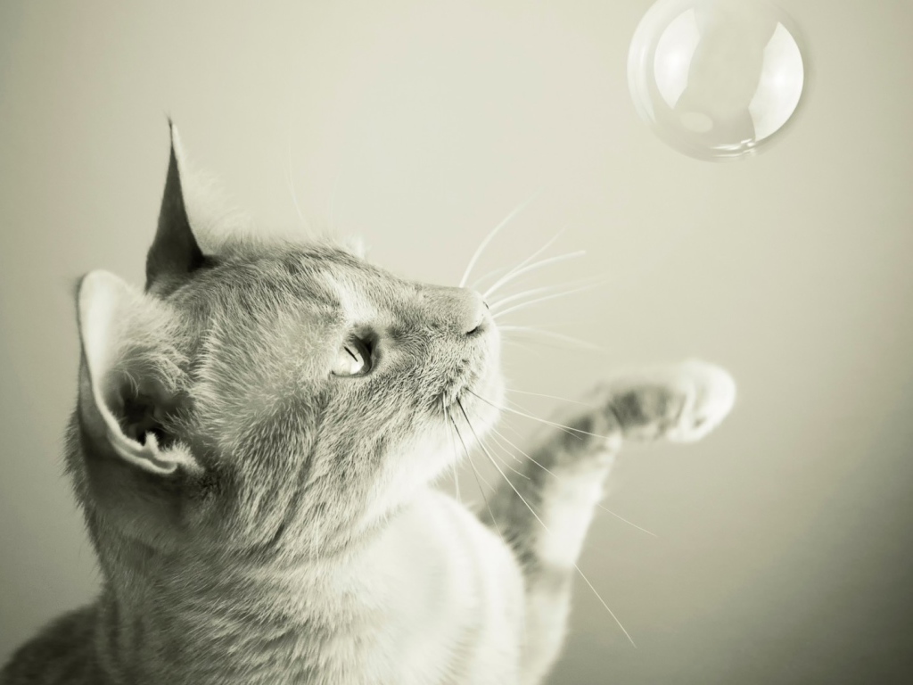 Кот ловит мыльный пузырь
