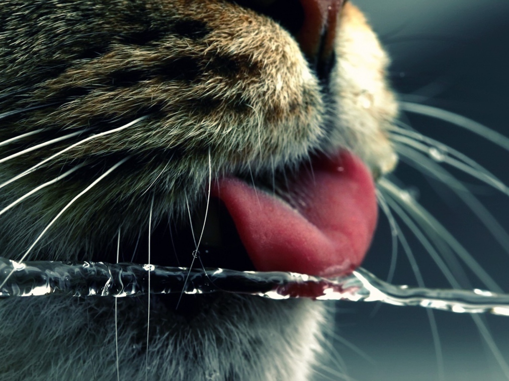 Кот ловит языком струю воды