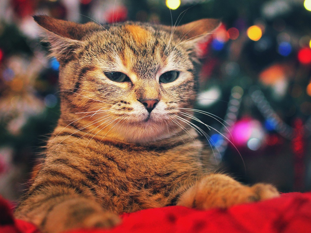 Кот на фоне елки