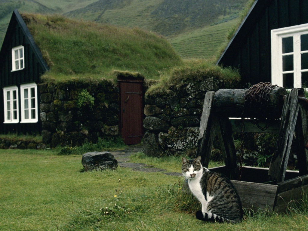 Кот сидит у колодца