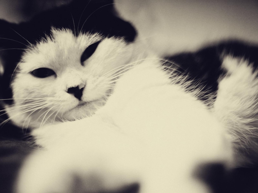 Кот с черными ушами