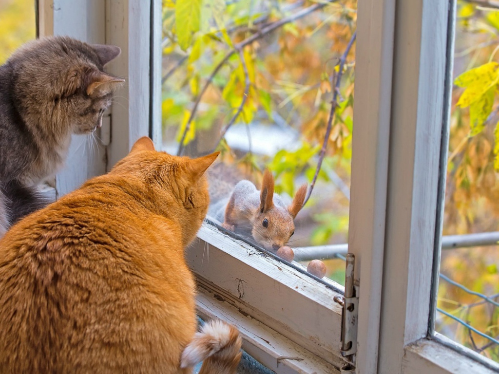 Коты знакомятся с белкой