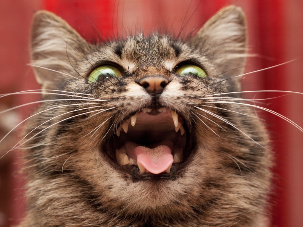 Безумный кот на красном фоне