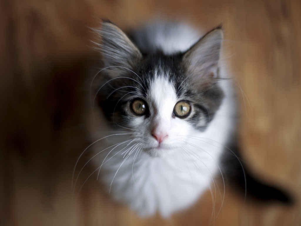 Милый котенок смотрит вверх