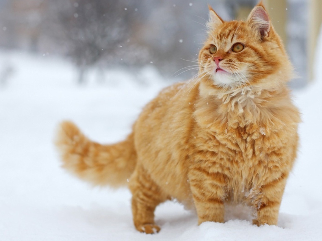 Пушистый рыжий кот на снегу