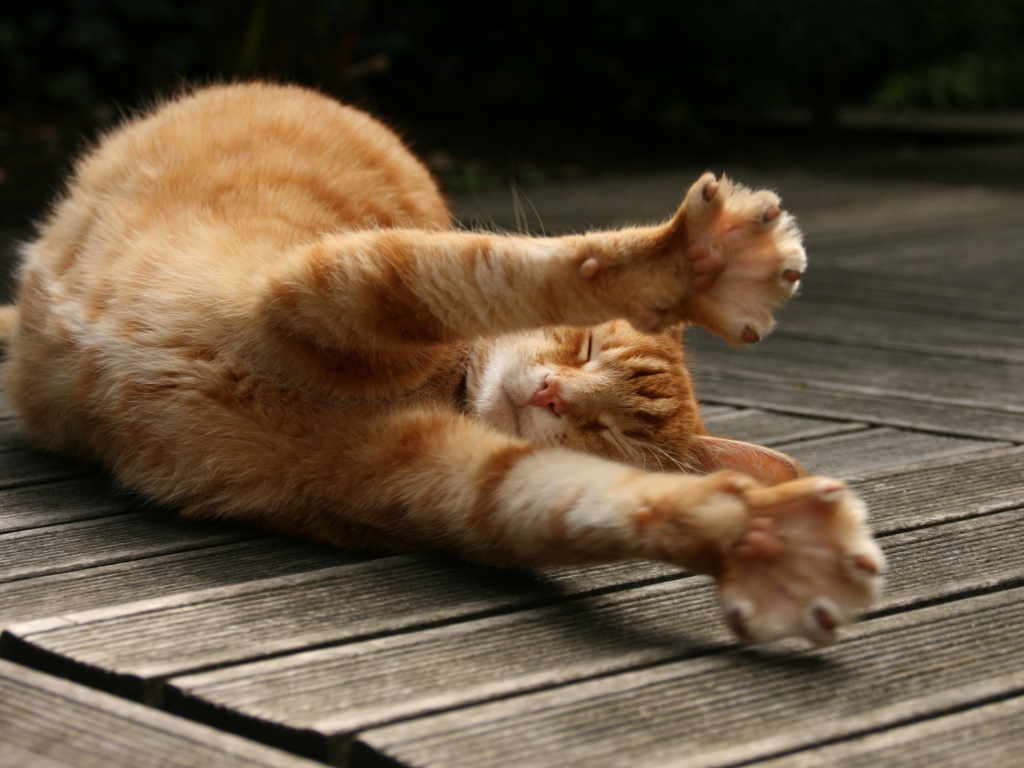 Рыжий кот потягивается на полу