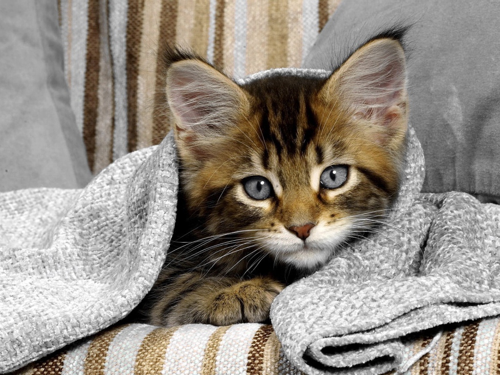 Сероглазый котенок под полотенцем