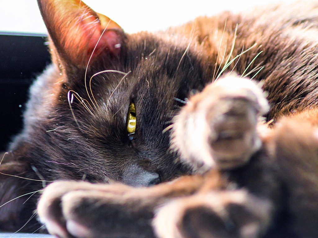 Серый кот лежит на боку