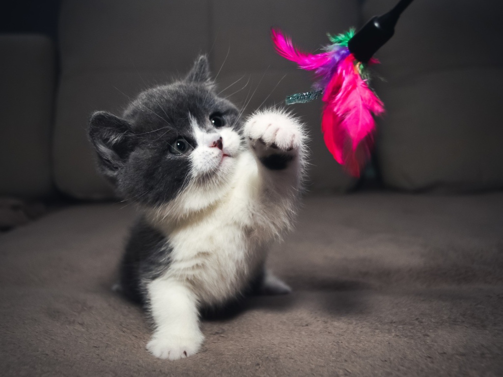 Серый котенок играет с игрушкой