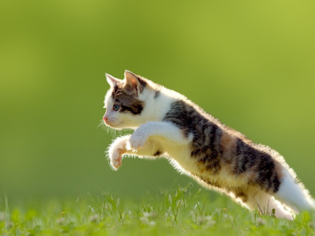 Котенок в прыжке на газоне