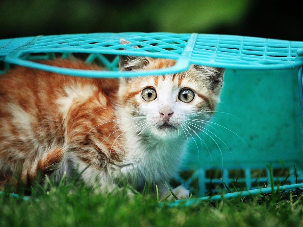 Котенок в голубой корзине