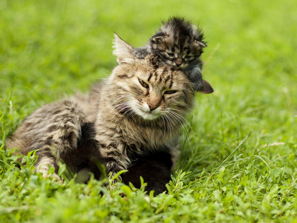 Котенок на голове у мамы