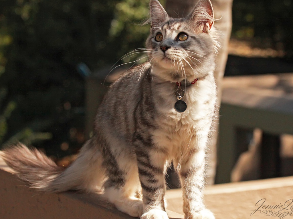 Медальон на ошейнике кошки