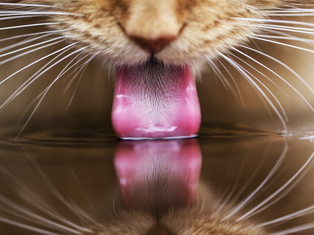 Рыжий кот пьет воду