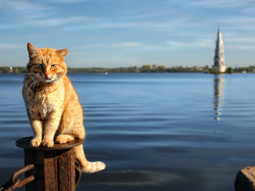 Рыжий кот на фоне воды