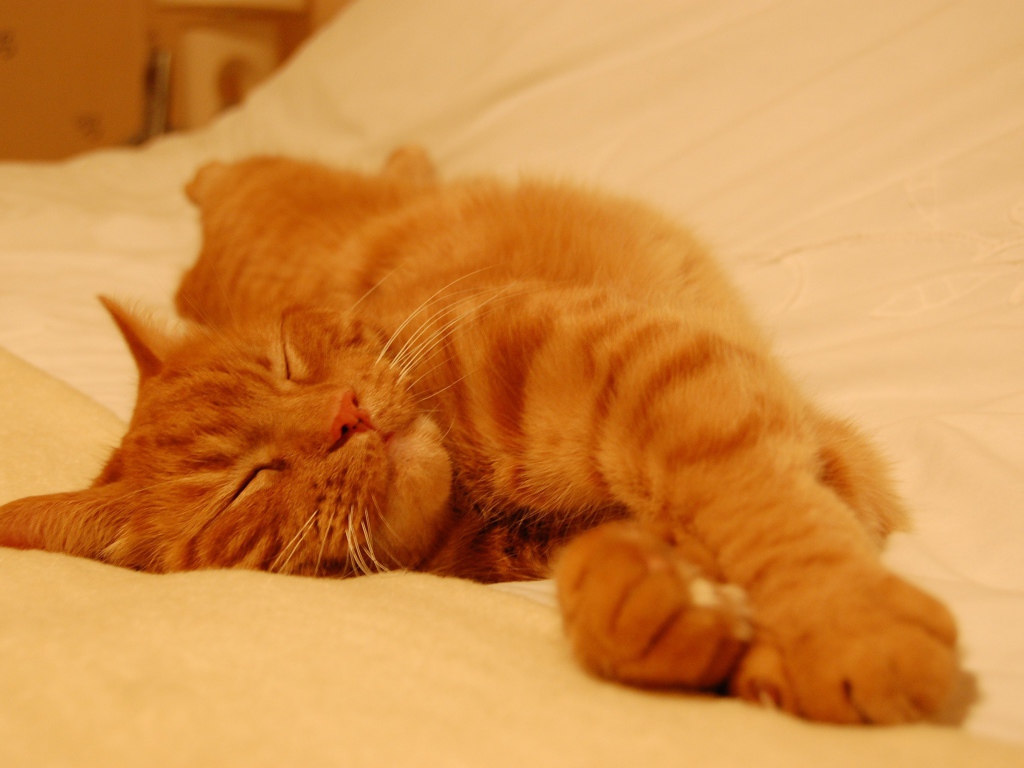 Рыжий кот сладко спит на простыне