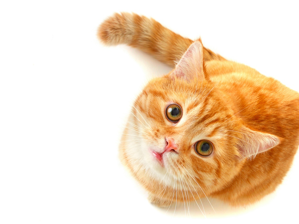 Рыжий кот с зелеными глазами