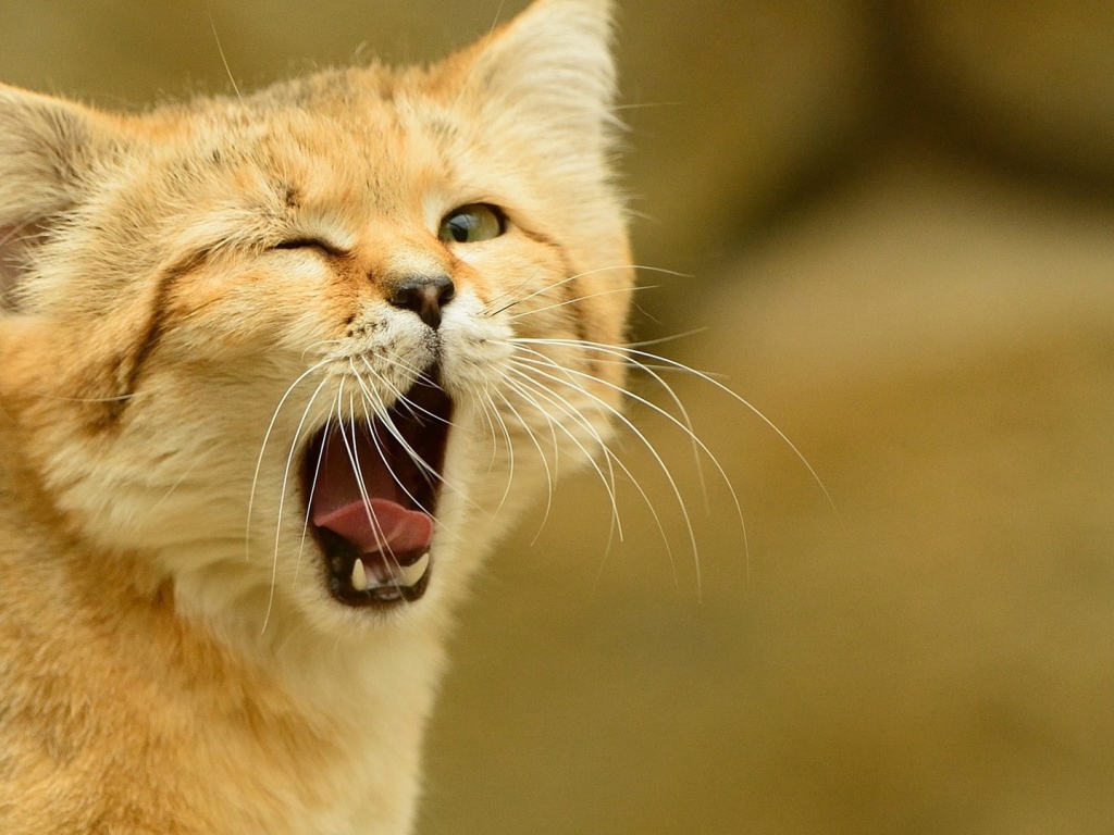 Рыжий кот зевает и подмигивает