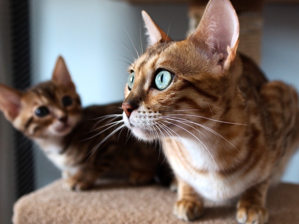 Удивленная кошка с выразительными глазами