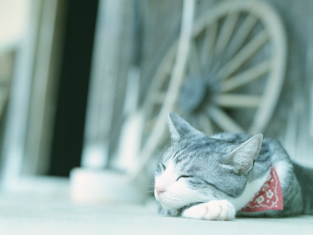 Кот в нашейном платке