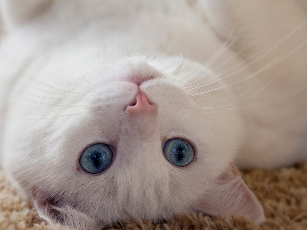 Голубоглазый белый кот лежит на спине