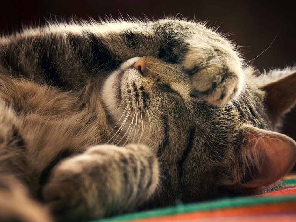 Кот закрывает мордочку лапой