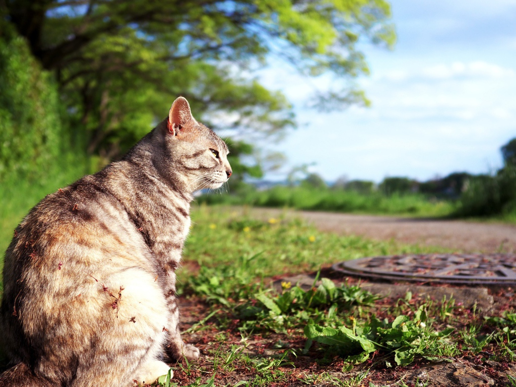 Кот сидит на земле возле люка