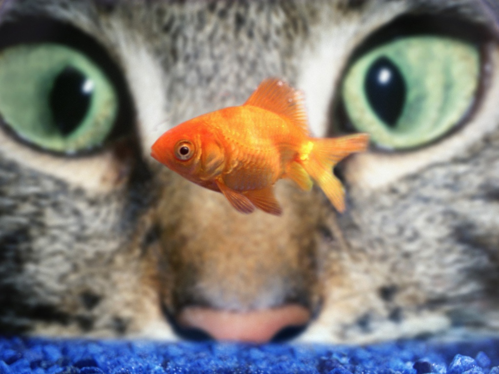Кот наблюдает за рыбкой в аквариуме