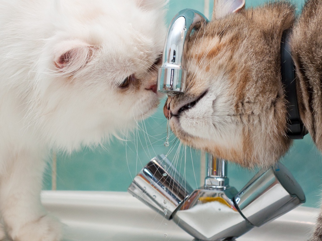 Два кота пьют воду из под крана