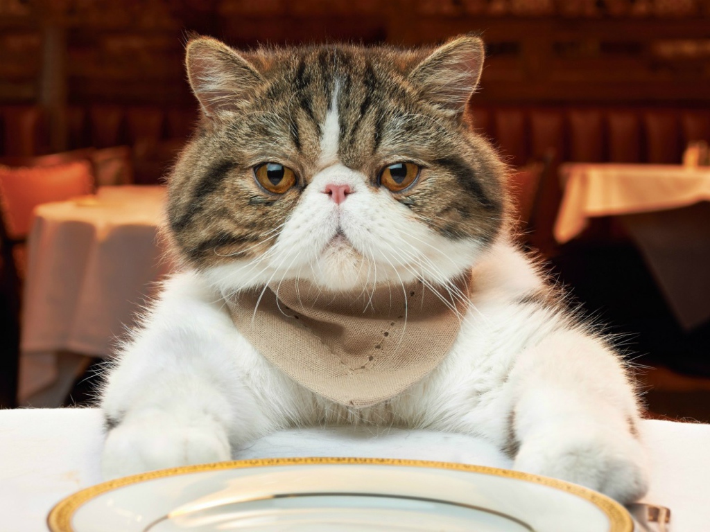 Недовольный кот за столом