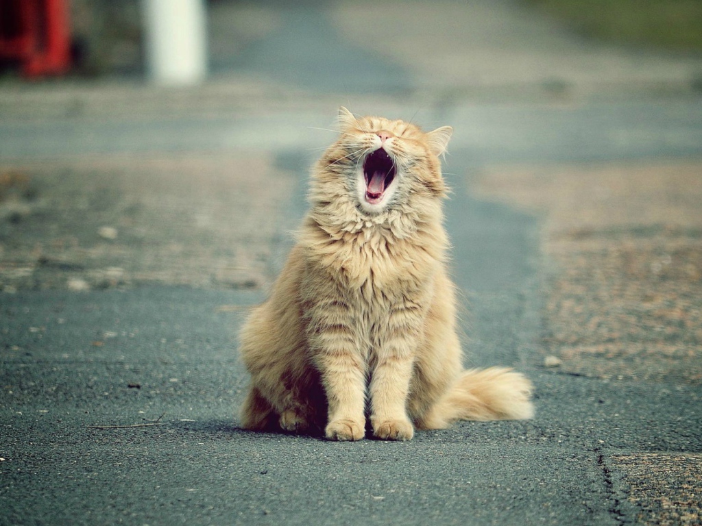 Зевающий рыжий кот на дороге
