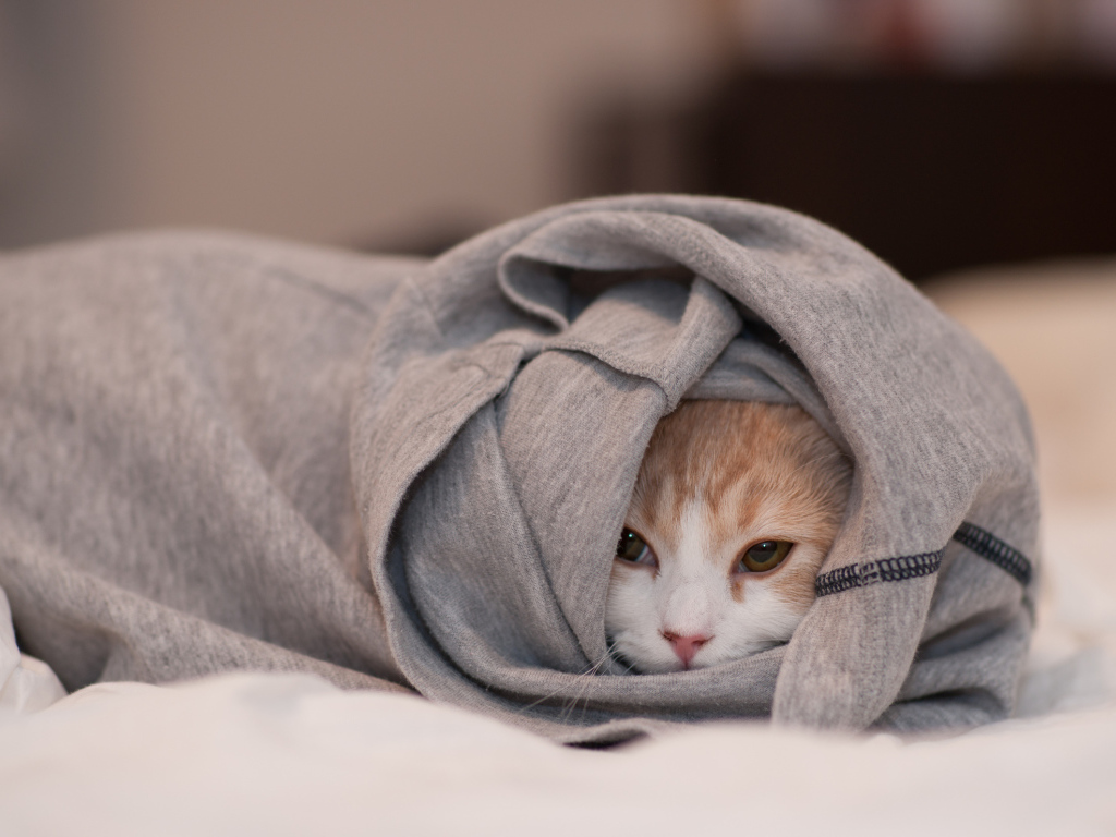 Кошка спряталась в одежде