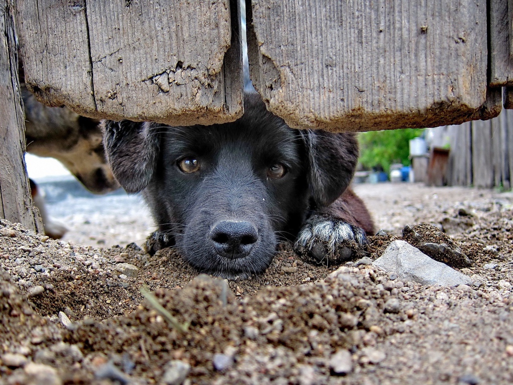 Черный пес за забором