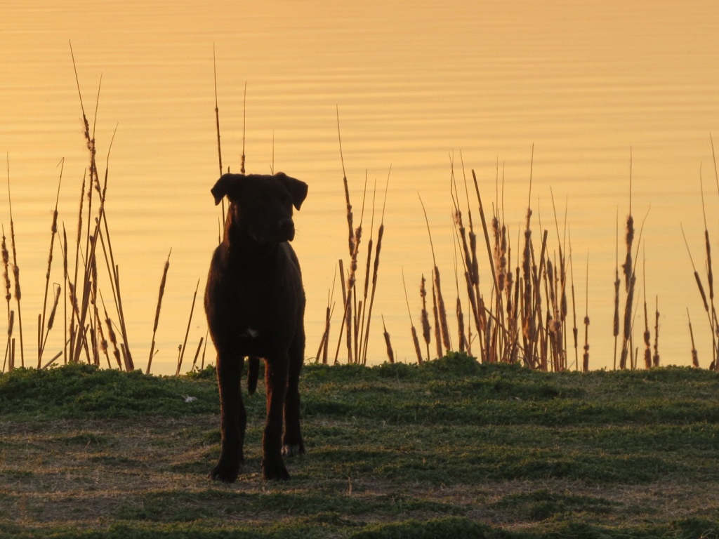 Черный пес на берегу озера