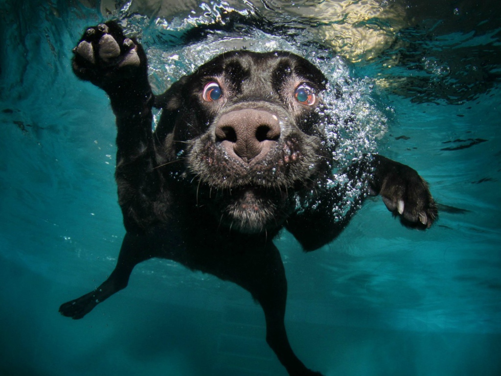 Черная собака под водой