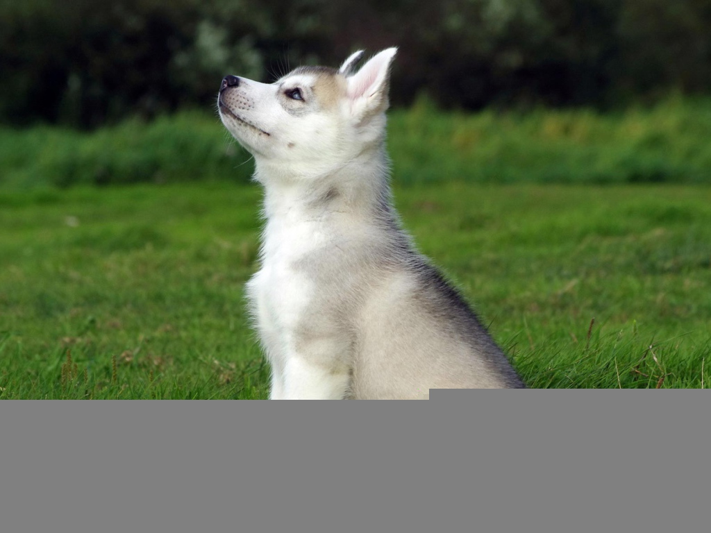 Голубоглазый щенок смотрит на верх