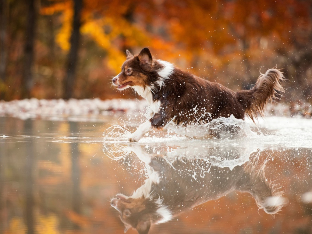 Коричневая собака бежит по воде