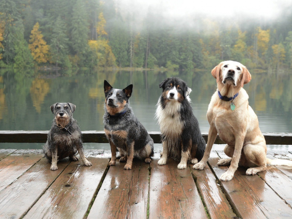 Собаки сидят на деревянном помосте у водоема