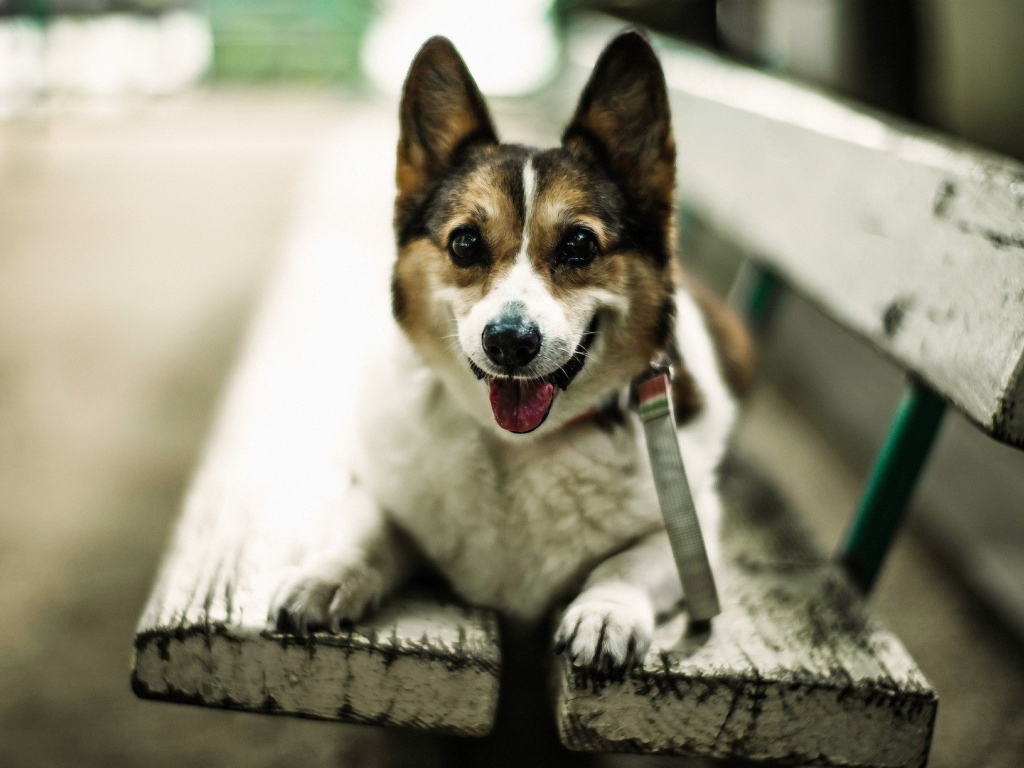 Собака улыбается сидя на скамье