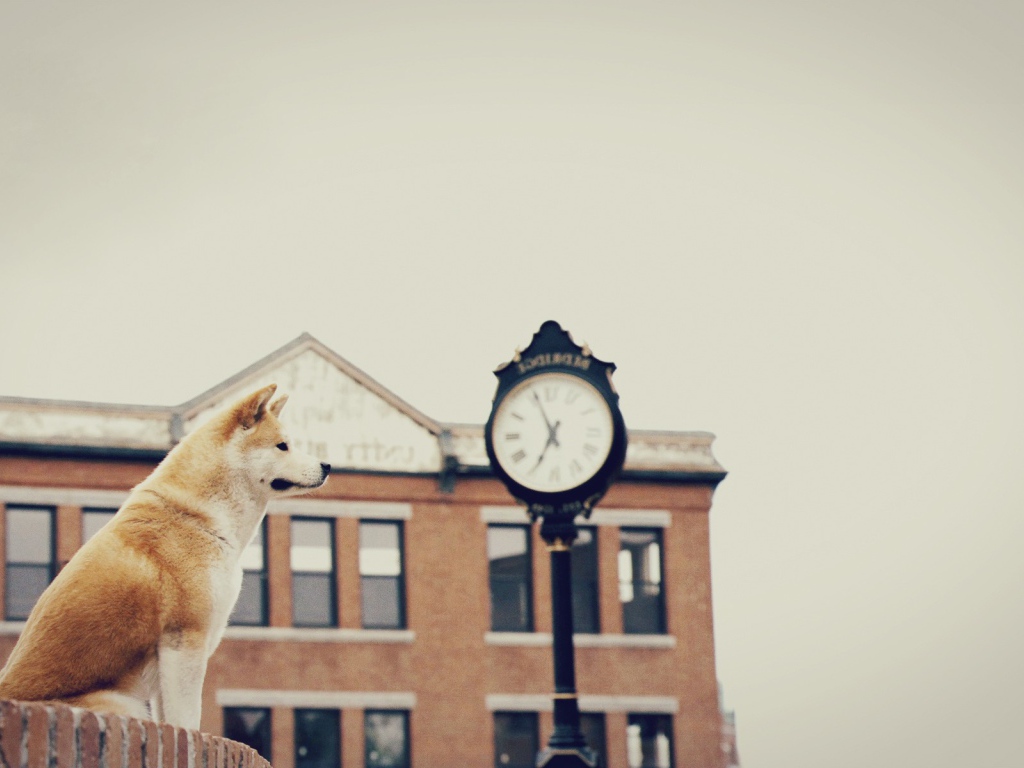 Собака верно ждет хозяина