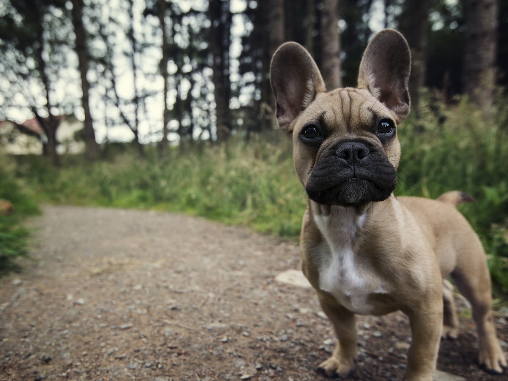 Ушастый маленький щенок на тропинке