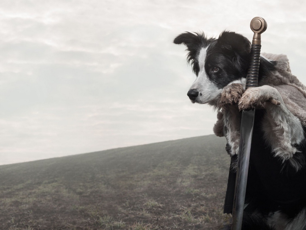 Верная собака стережет меч