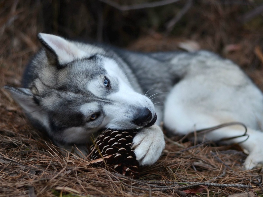 Собака хаски играет с шишкой