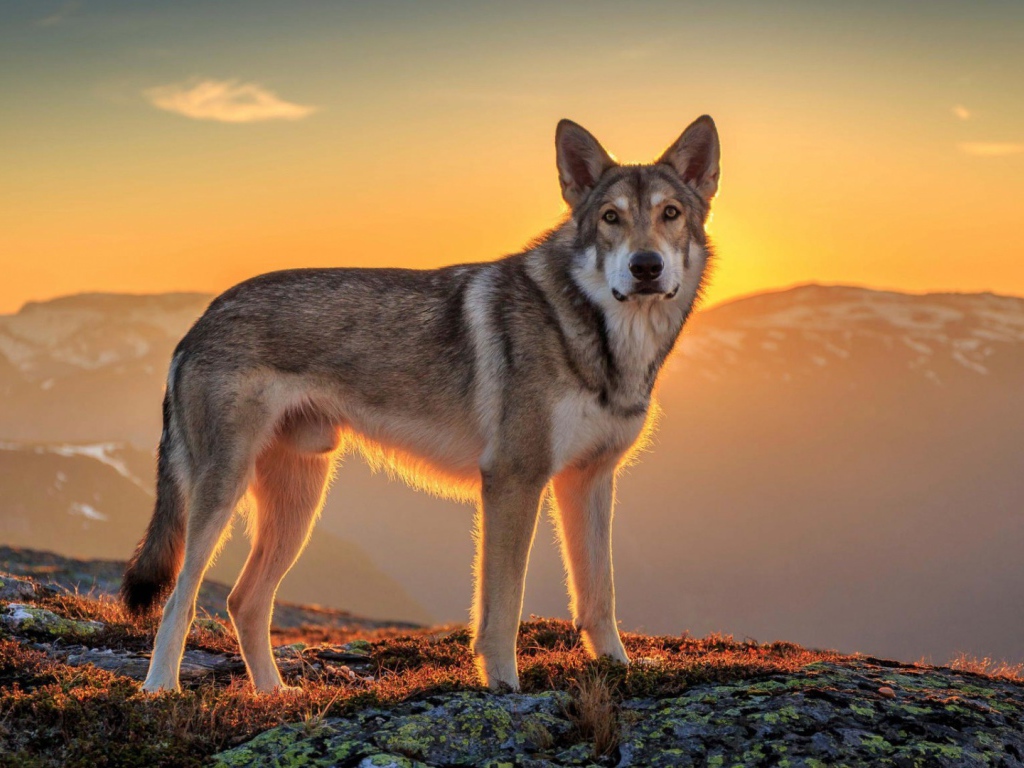Хаски в горах на фоне заката