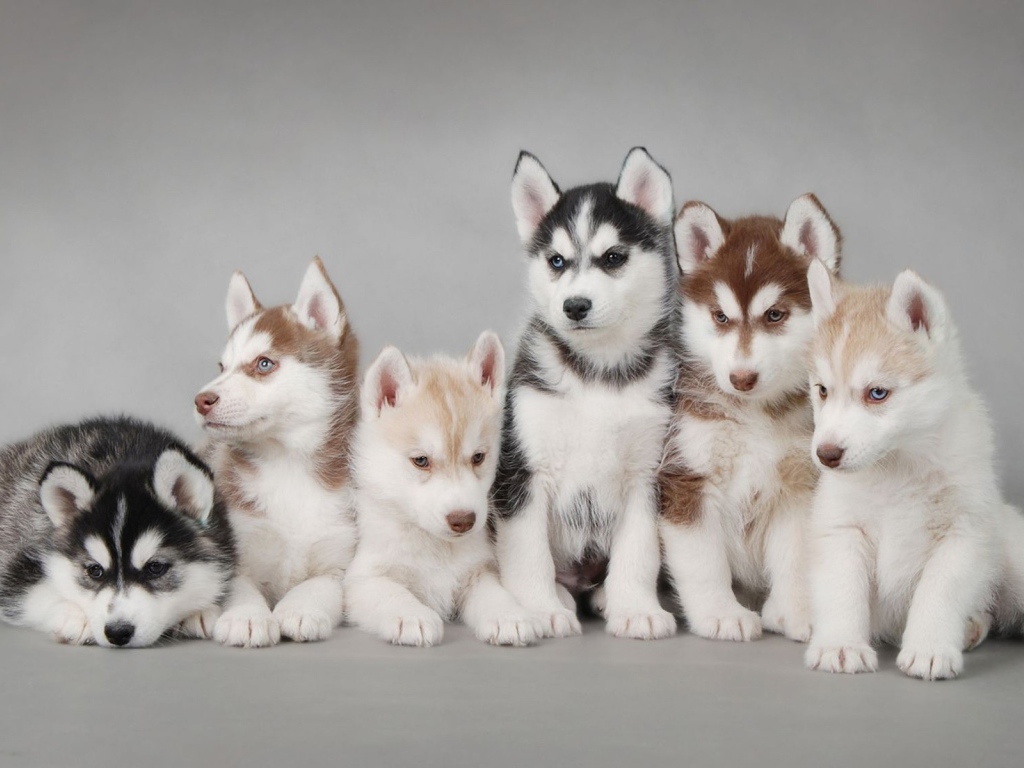 Щенки собак хаски разного цвета